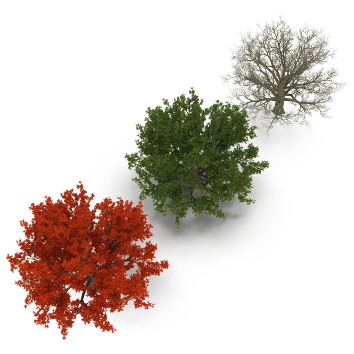 3D model Red Oak Old Tree Set